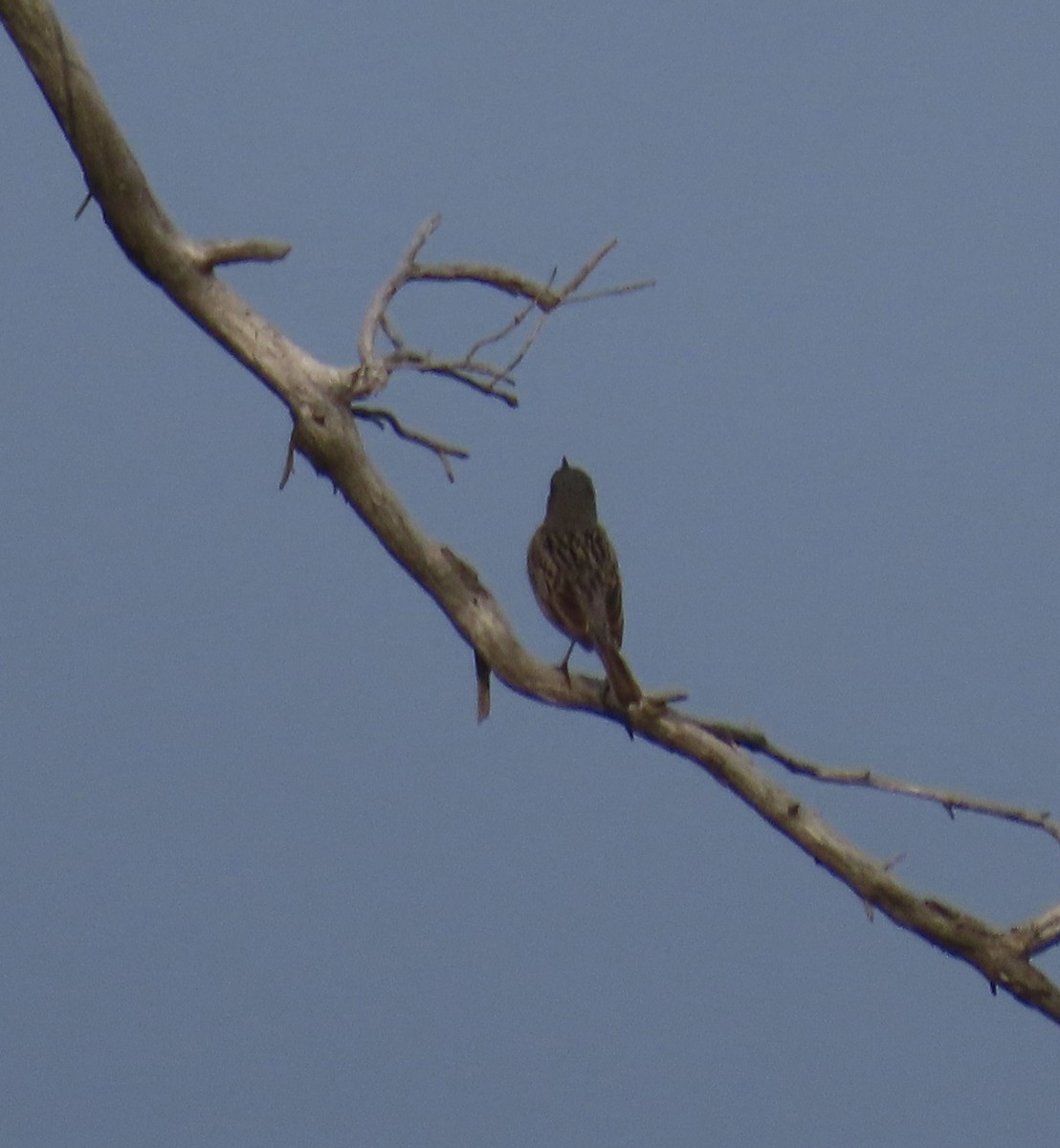 Kirtland's Warbler - ML637416644