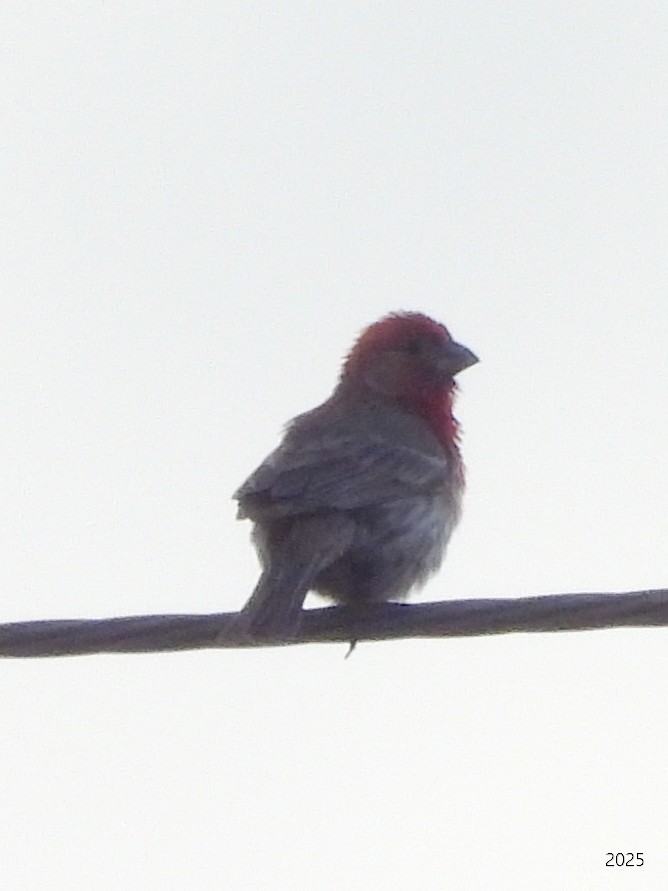 House Finch - ML637416647