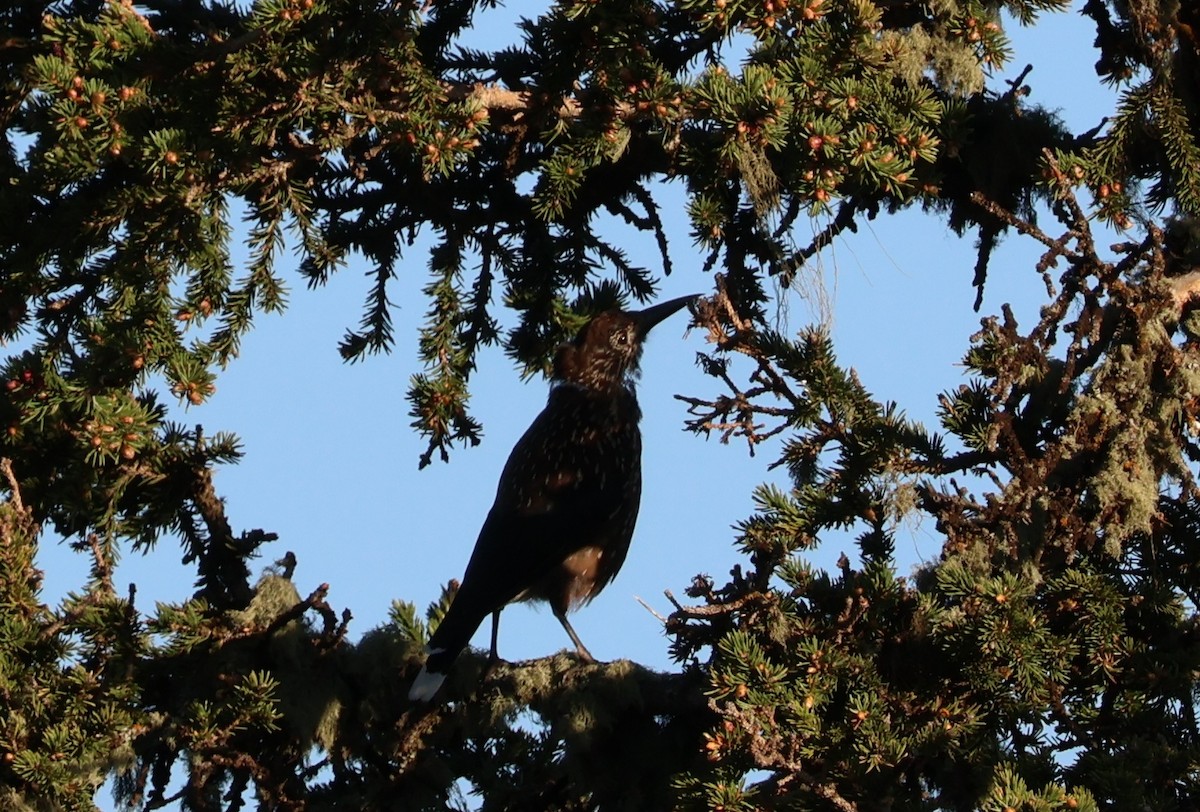 Northern Nutcracker - ML637416703