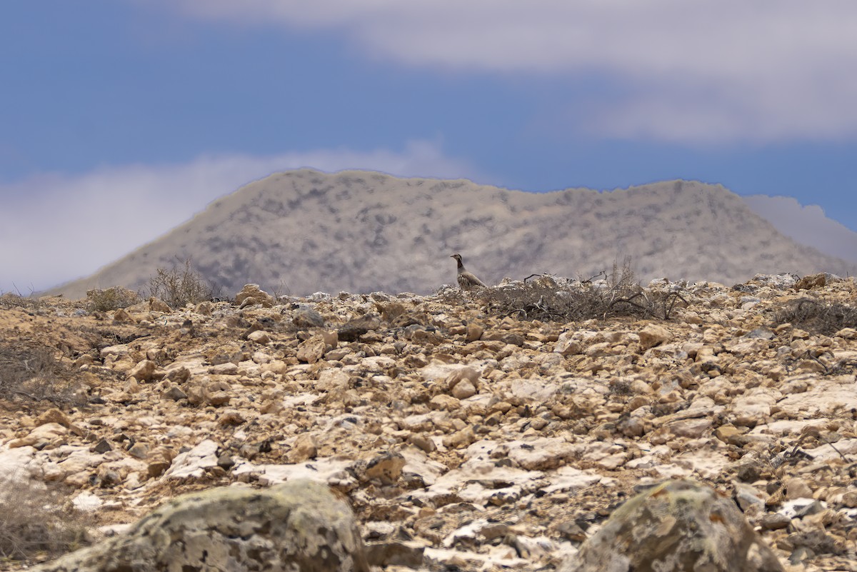 Barbary Partridge - ML637416707