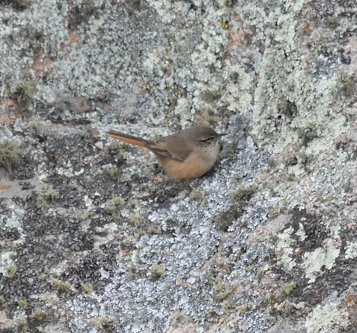 Cordilleran Canastero - ML637416815