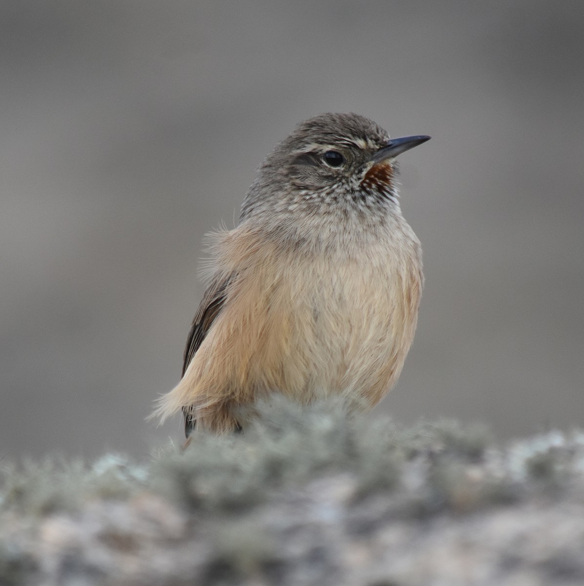 Cordilleran Canastero - ML637416816