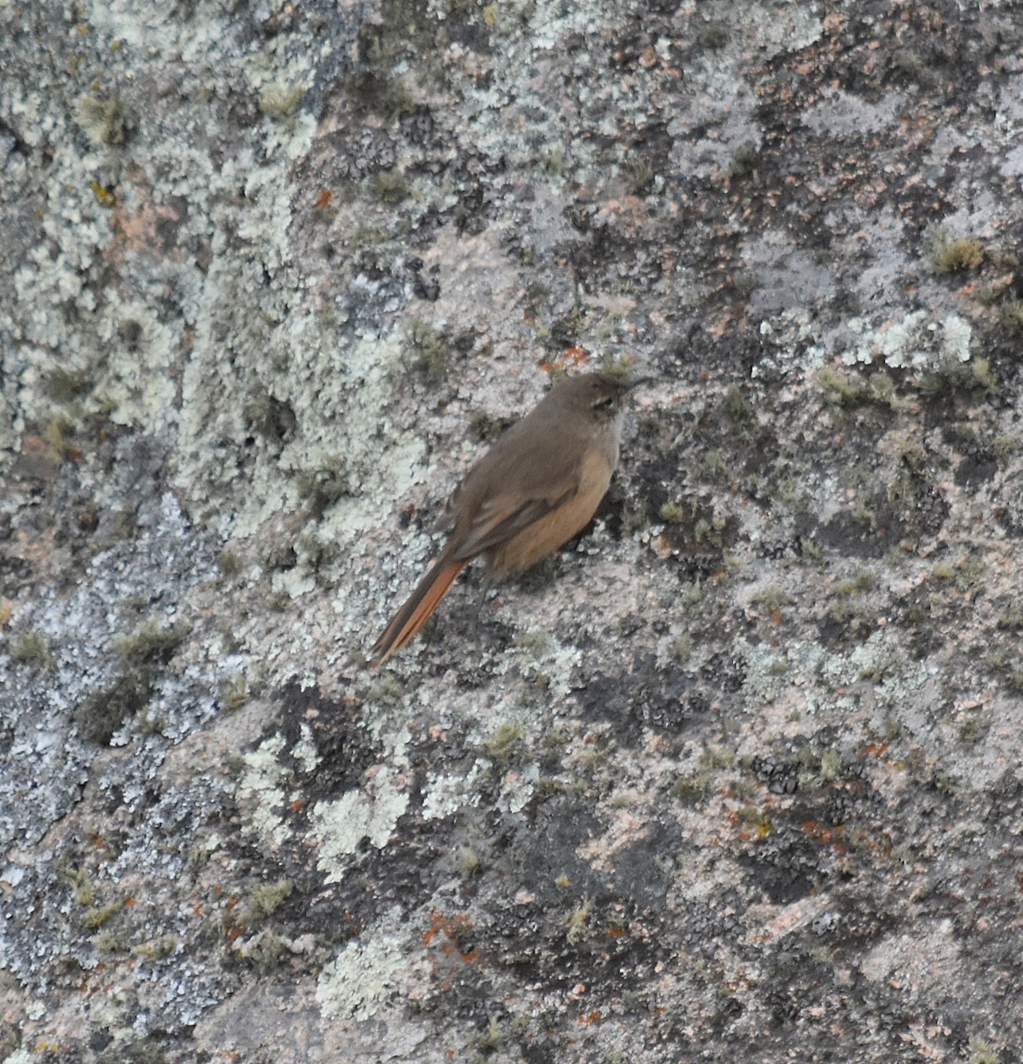 Cordilleran Canastero - ML637416817