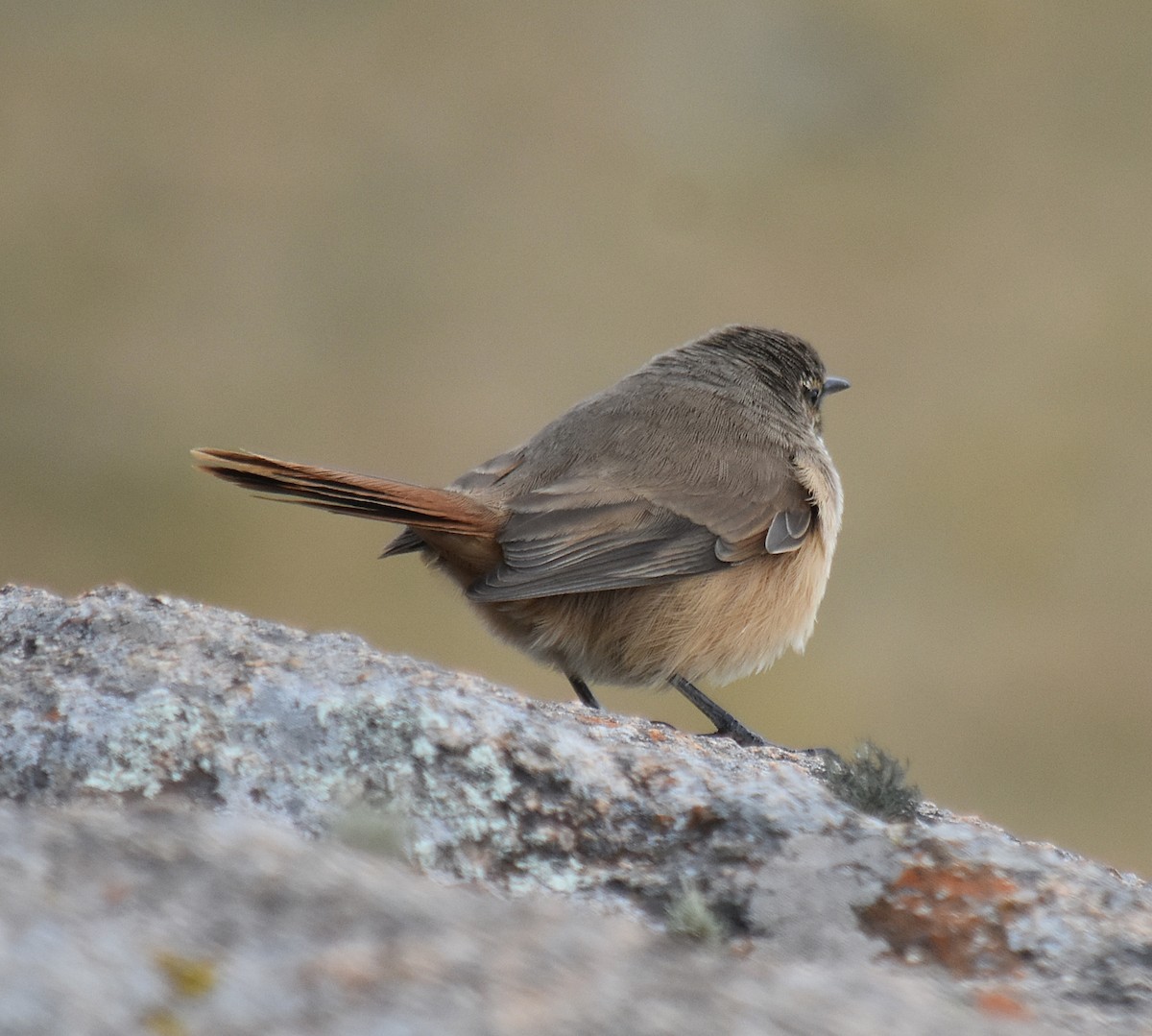 Cordilleran Canastero - ML637416818