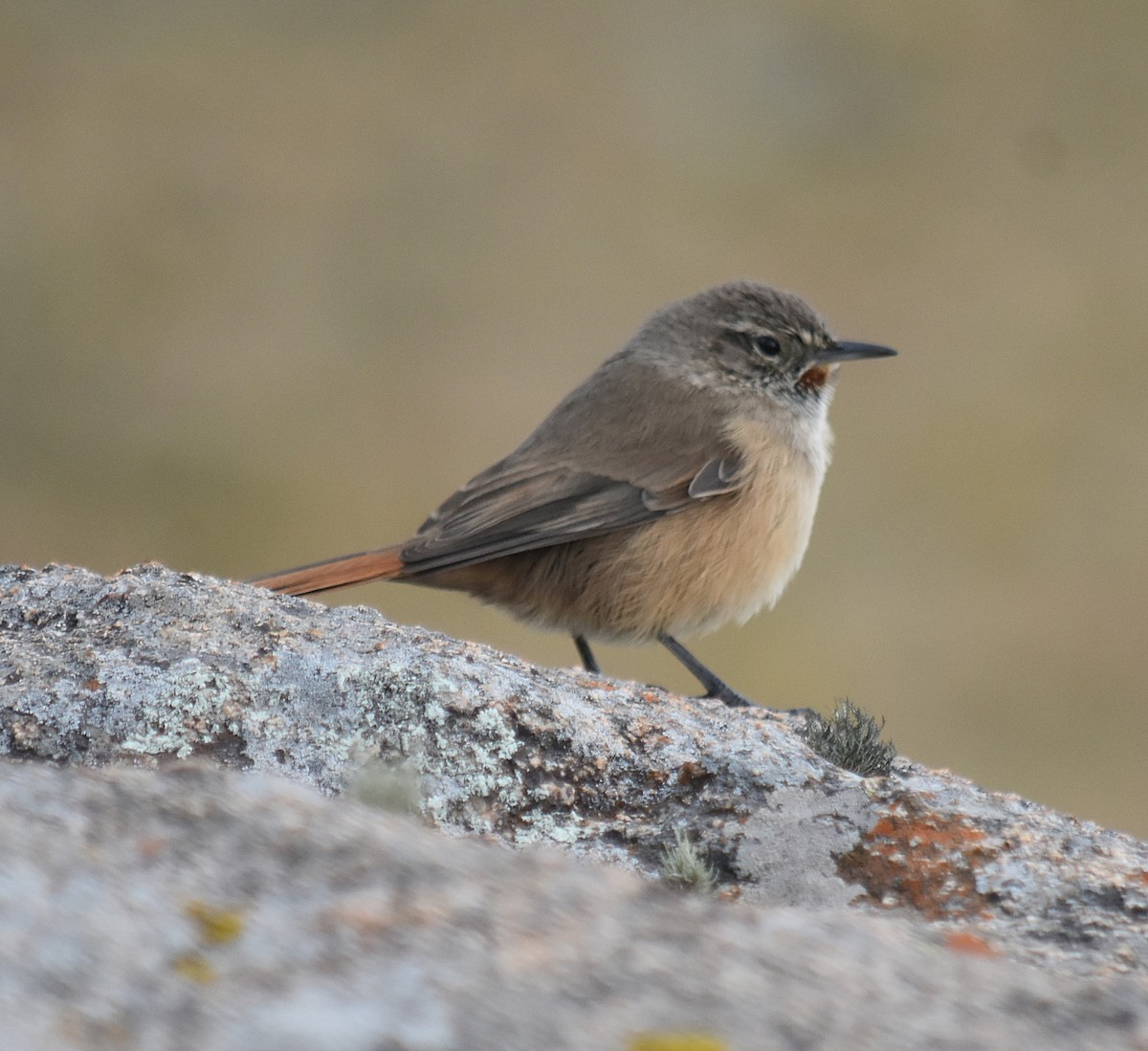 Cordilleran Canastero - ML637416819