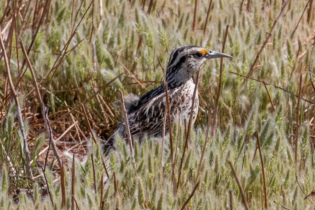 Chihuahuan Meadowlark - ML637416878