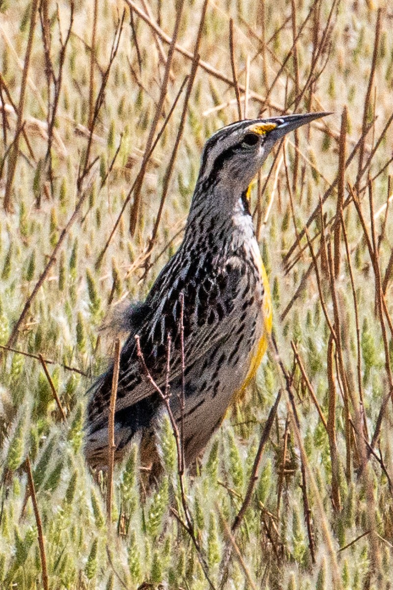 Chihuahuan Meadowlark - ML637416879