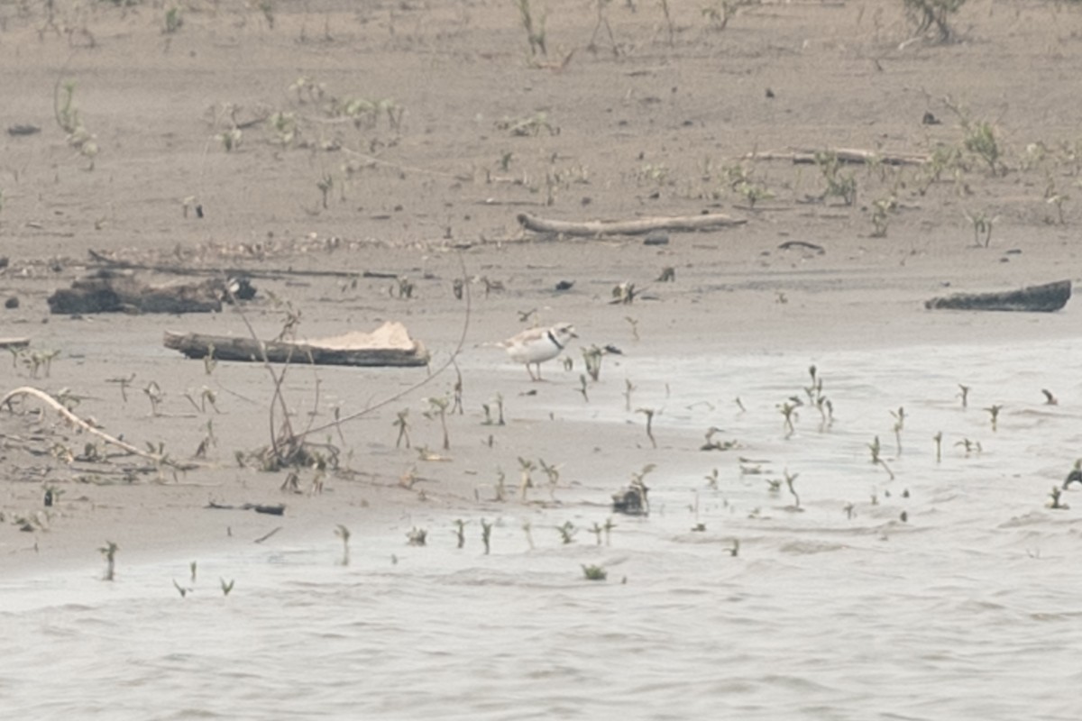 Piping Plover - ML637417039