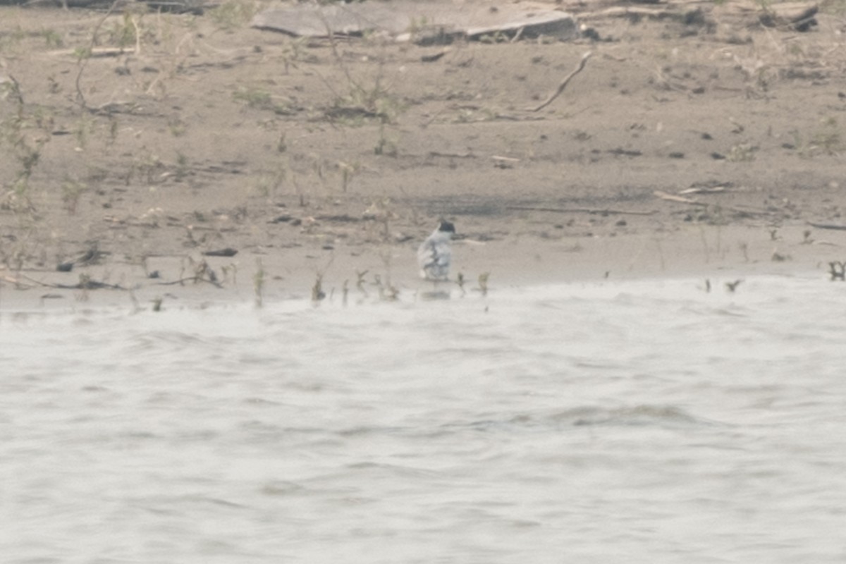 Least Tern - ML637417051