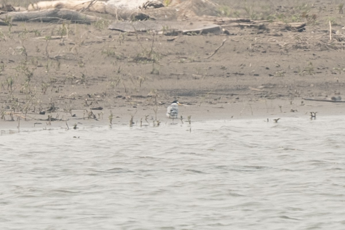 Least Tern - ML637417052