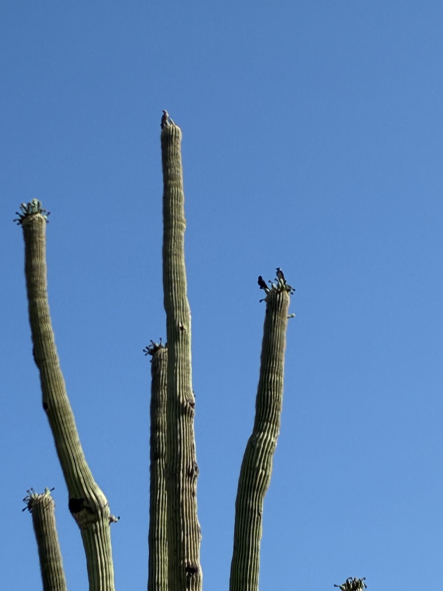 Purple Martin (hesperia) - ML637417053