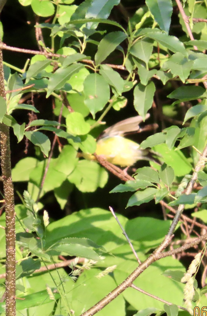 American Goldfinch - ML637417087