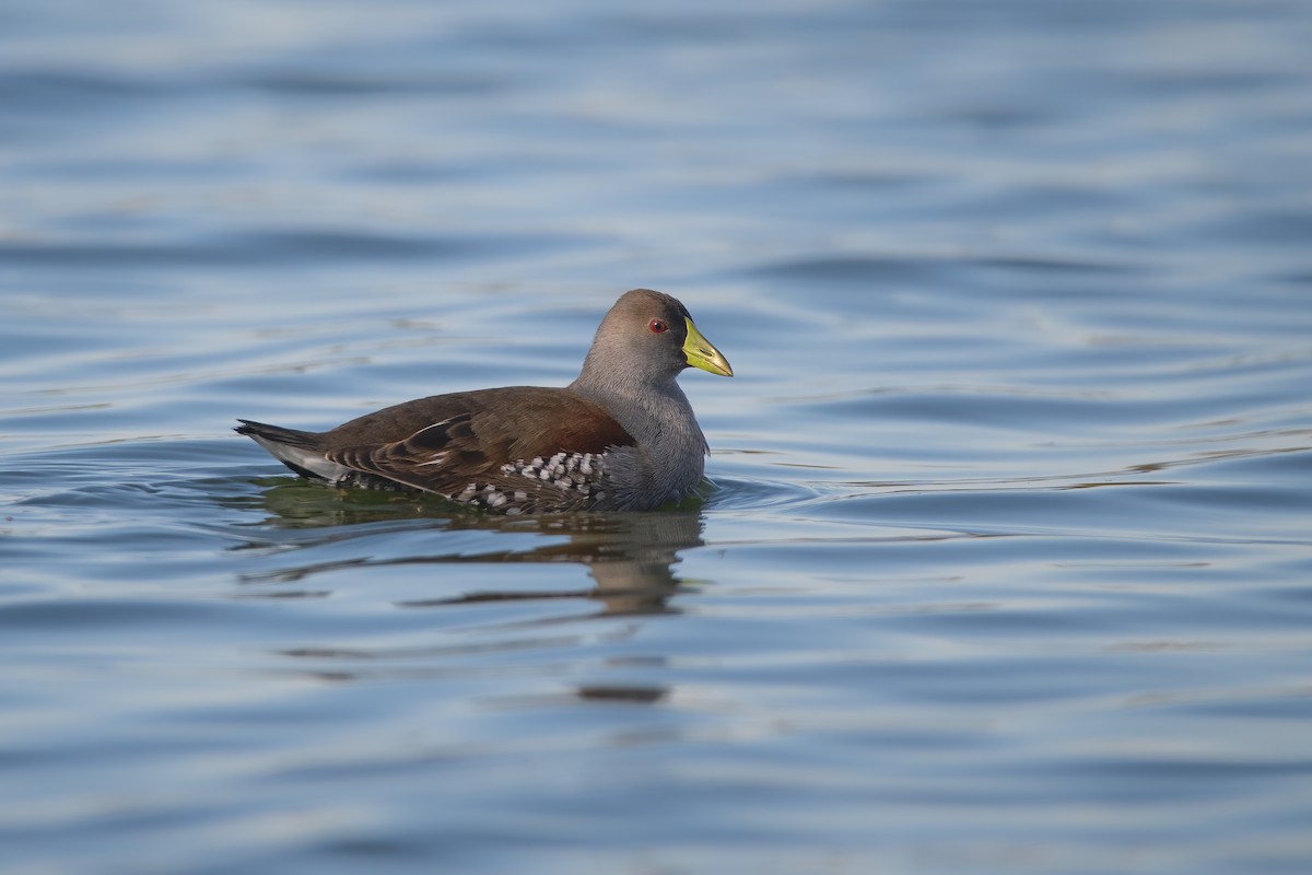 Spot-flanked Gallinule - ML637417162
