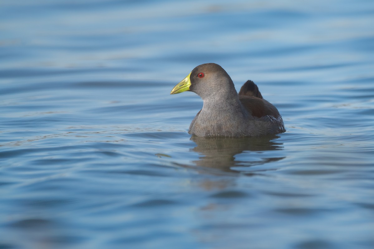 Spot-flanked Gallinule - ML637417163