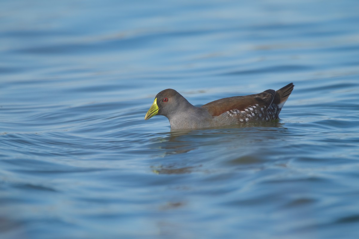 Spot-flanked Gallinule - ML637417164