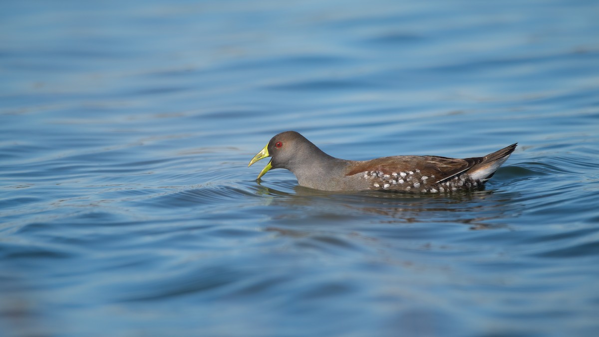 Spot-flanked Gallinule - ML637417165