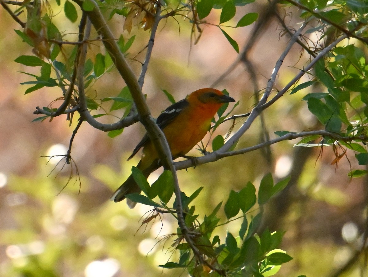 Flame-colored Tanager - ML637417228