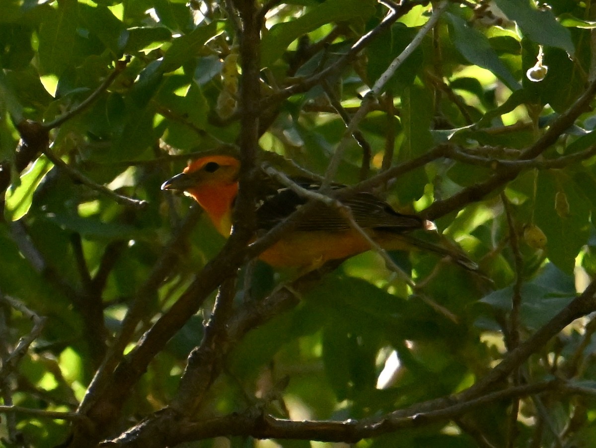 Flame-colored Tanager - ML637417229
