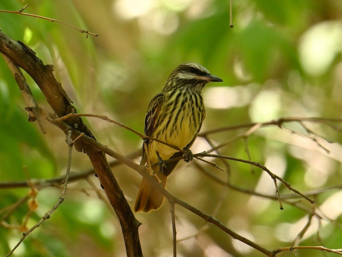 Sulphur-bellied Flycatcher - ML637417241