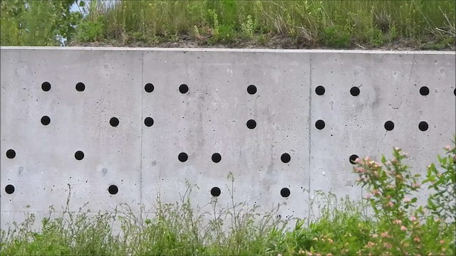 břehule říční - ML637417287