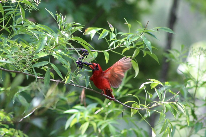 Cardinal rouge - ML637417299