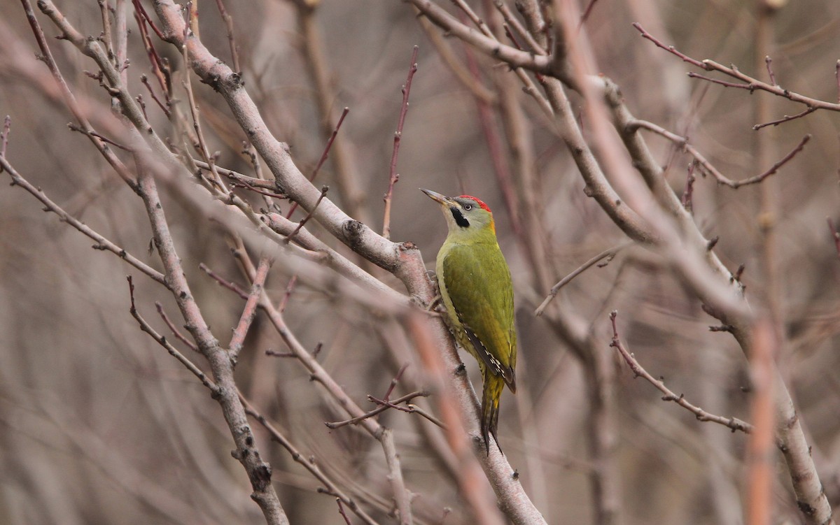 Levaillant's Woodpecker - Christoph Moning