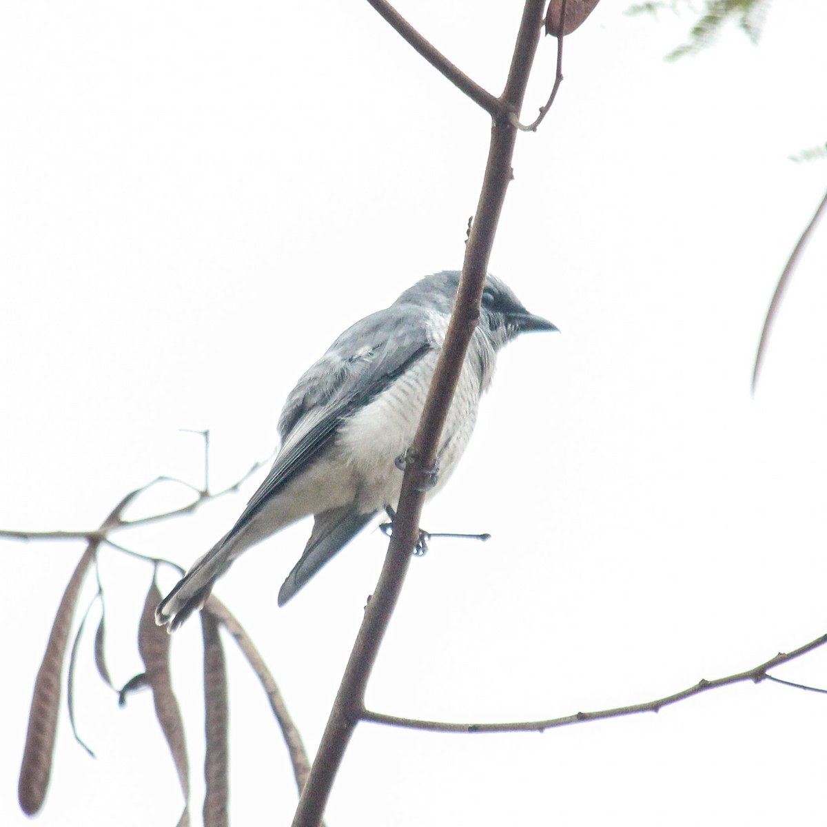 Indian Cuckooshrike - ML637417374