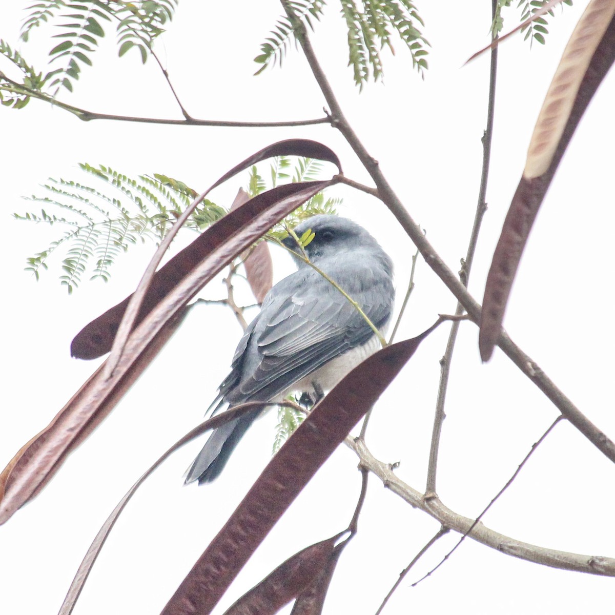 Indian Cuckooshrike - ML637417376