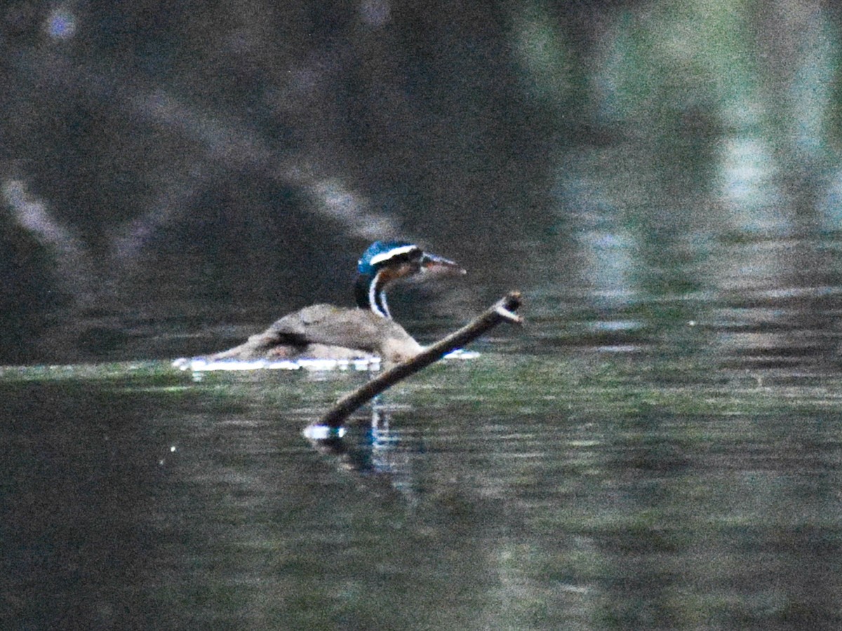 Sungrebe - ML637417380