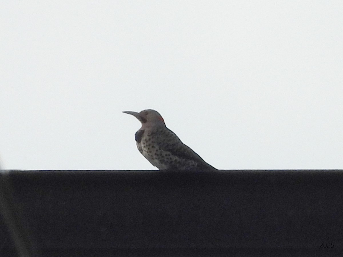 Northern Flicker (Yellow-shafted) - ML637417381