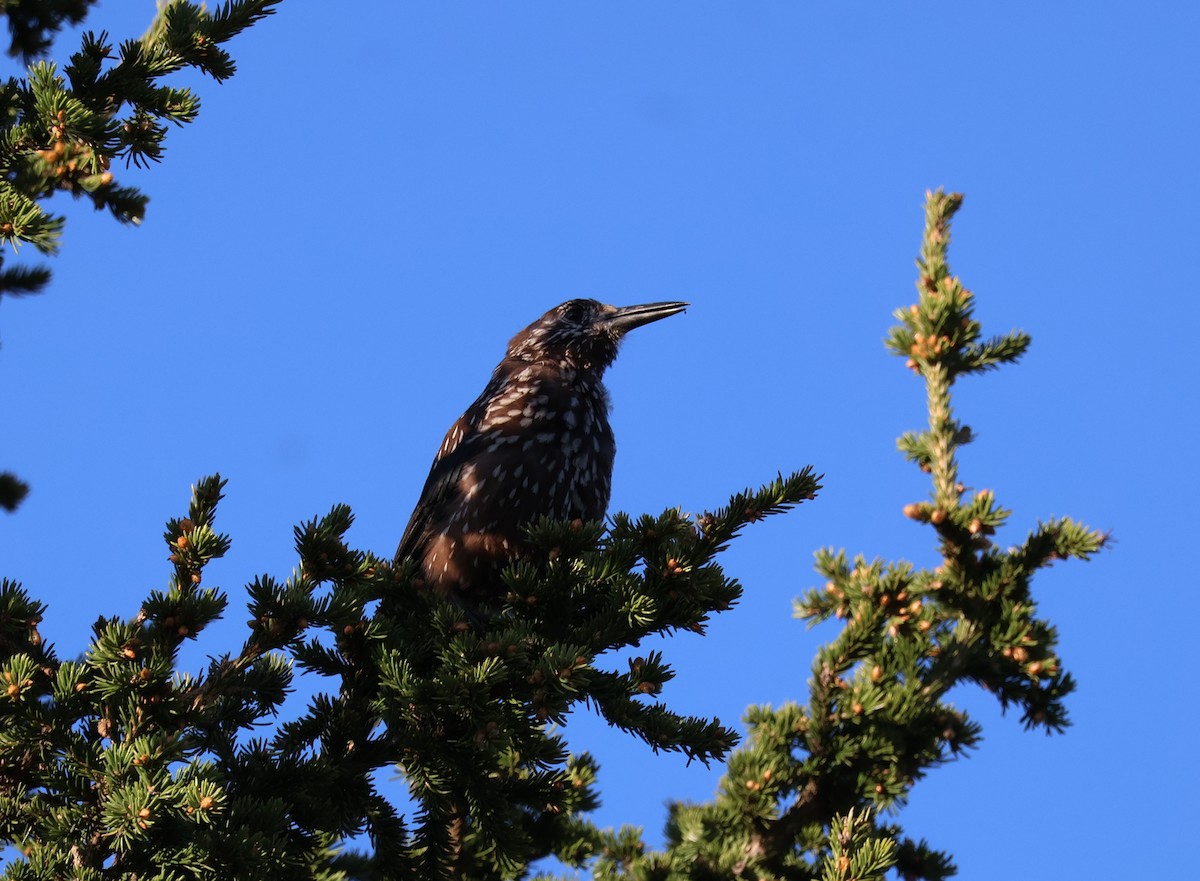 Northern Nutcracker - ML637417431
