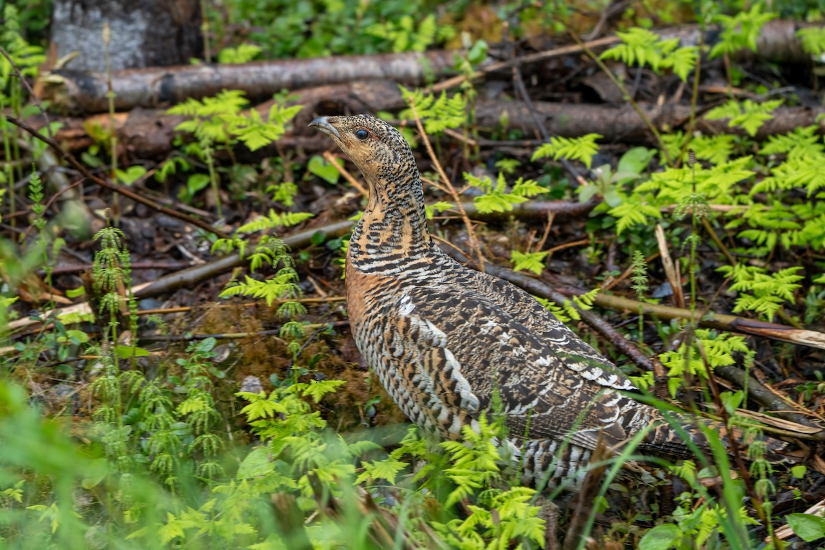 Western Capercaillie - ML637417433