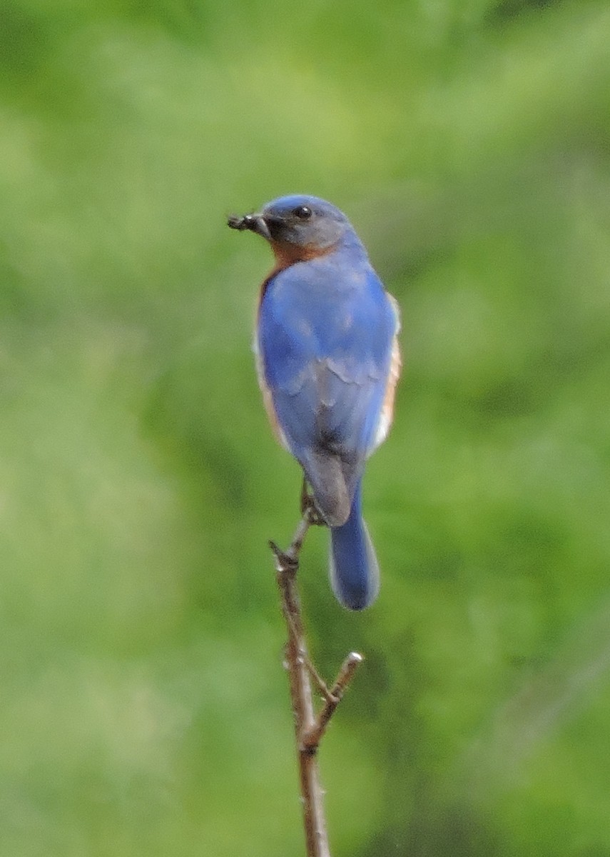 Eastern Bluebird - ML63741751