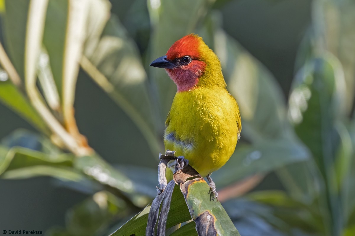Red-headed Tanager - ML637417515