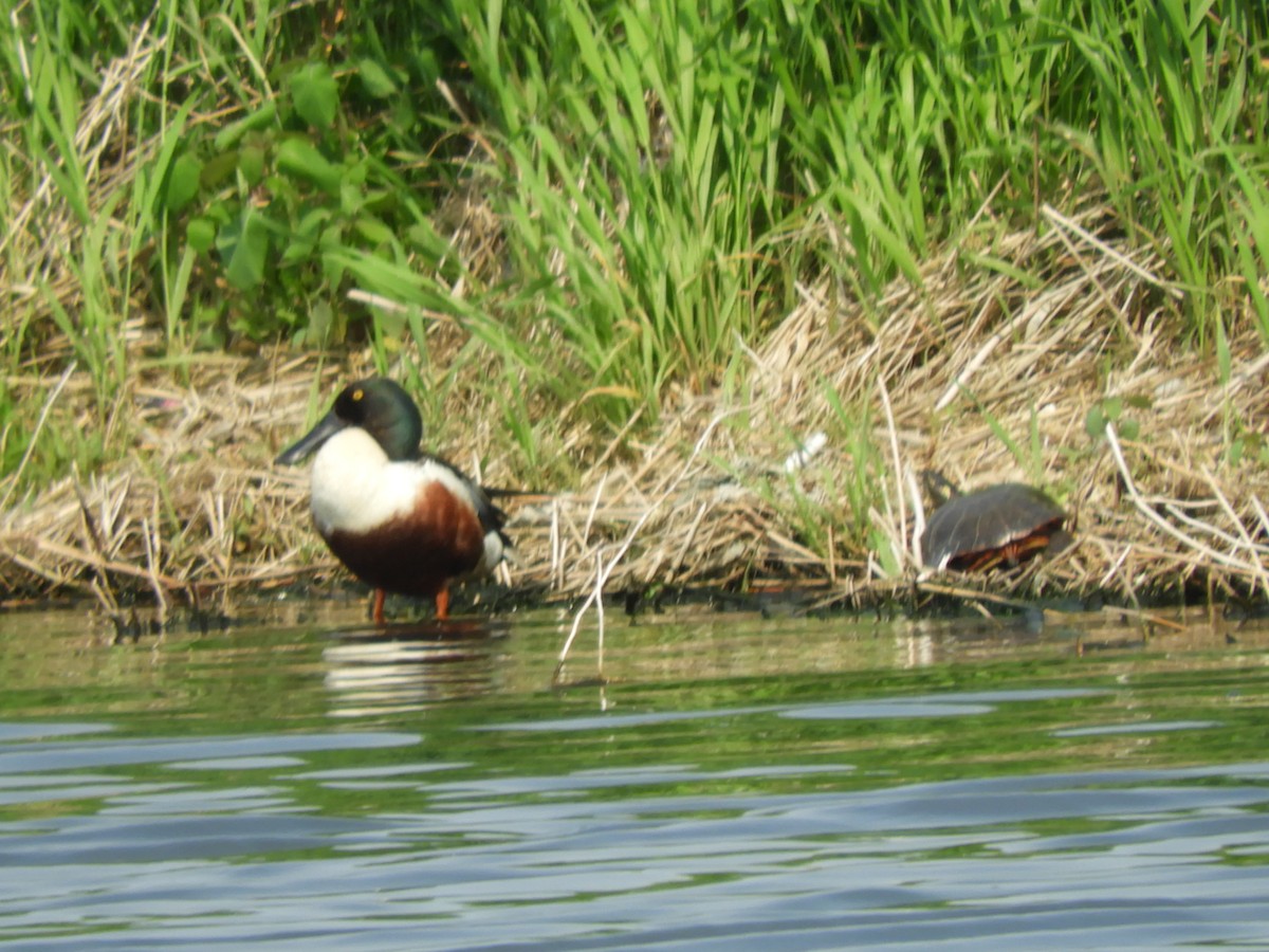 Northern Shoveler - ML637417538