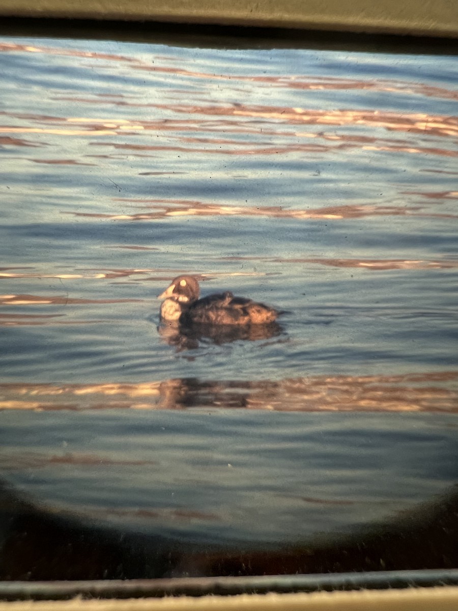 King Eider - ML637417550