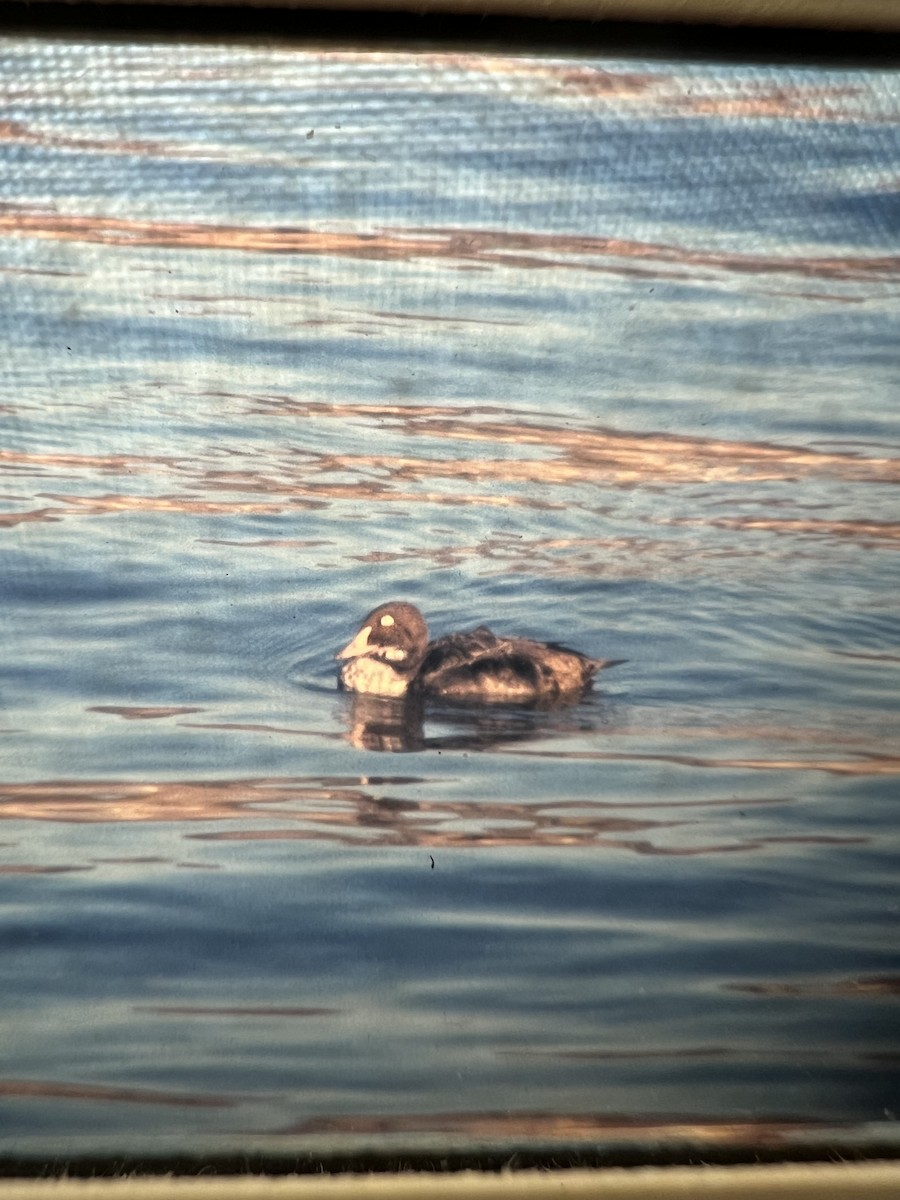 King Eider - ML637417596