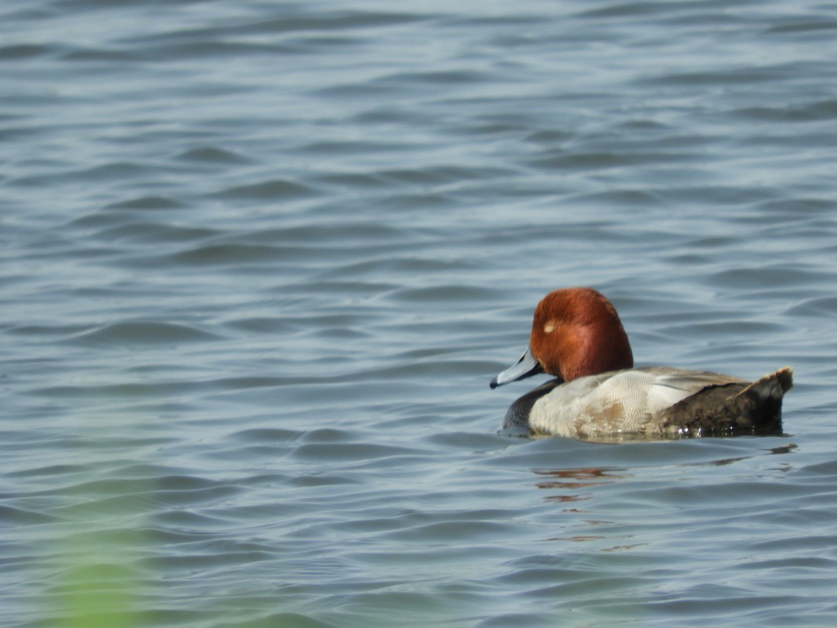 Redhead - ML637417610