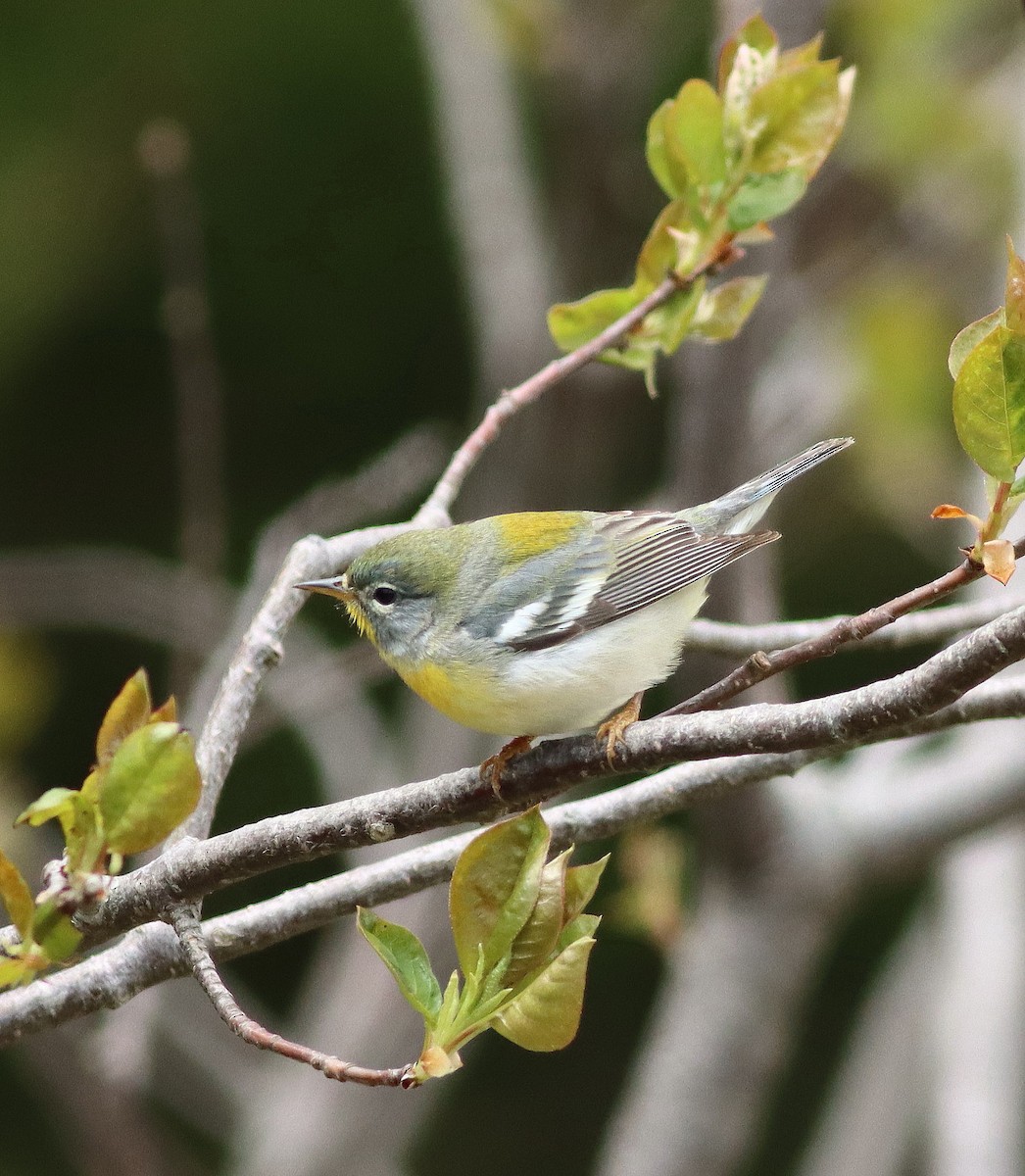Kuzeyli Parula - ML637417625