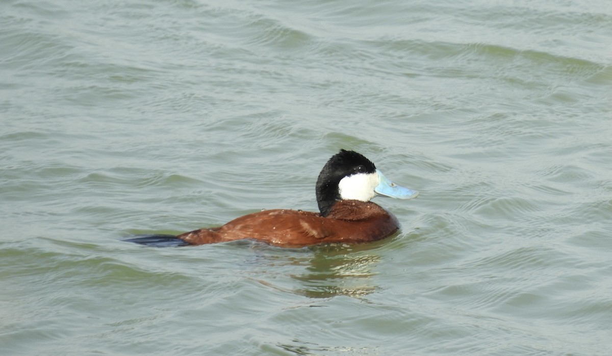 Ruddy Duck - ML637417630