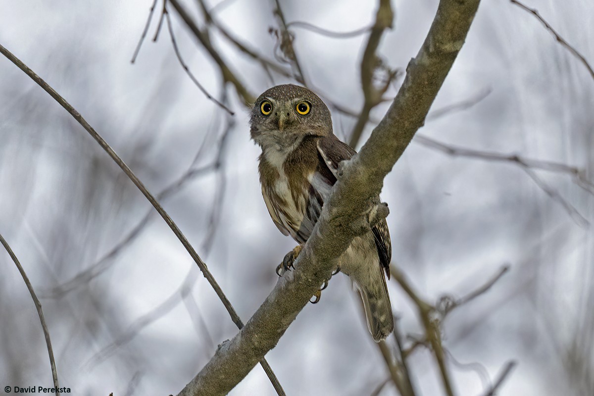 Colima Pygmy-Owl - ML637417631