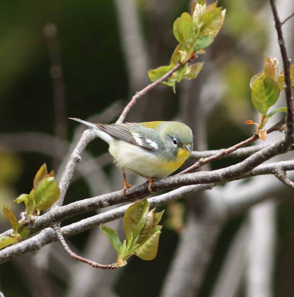 Kuzeyli Parula - ML637417639