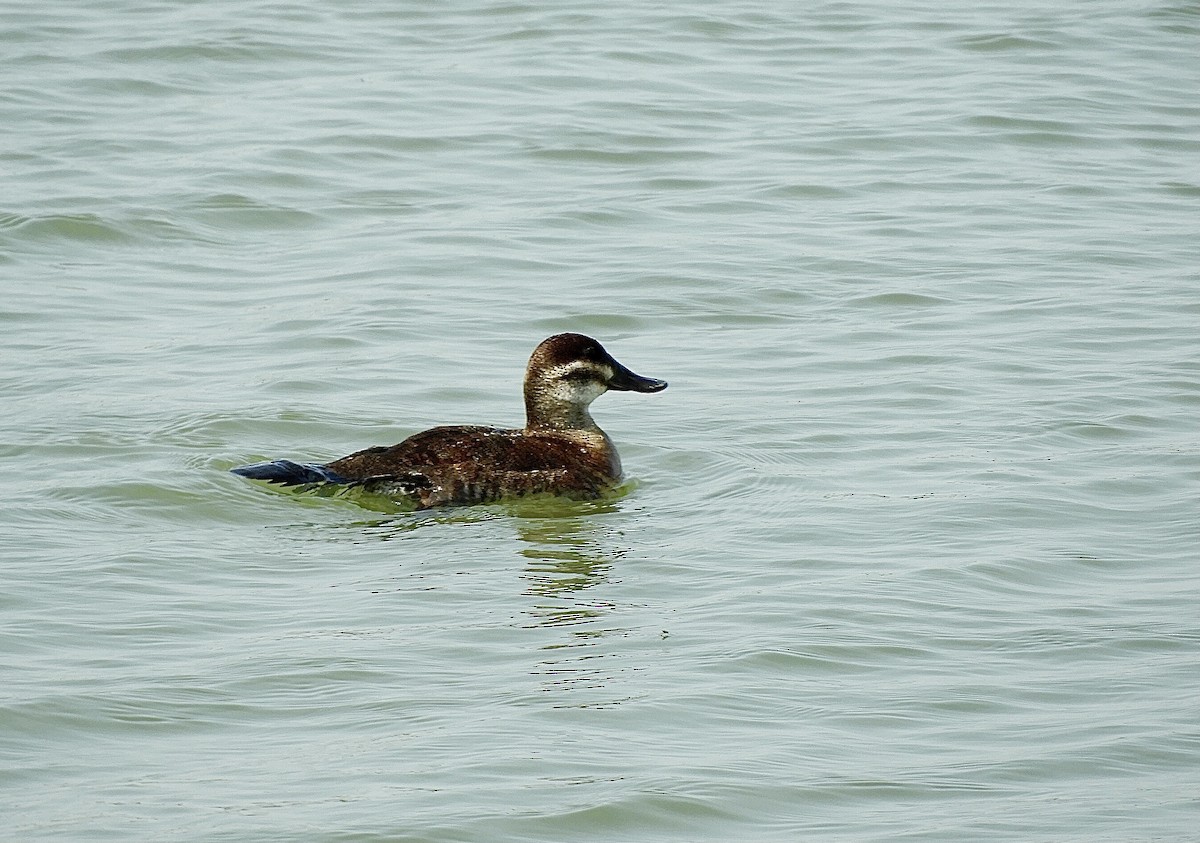 Ruddy Duck - ML637417643