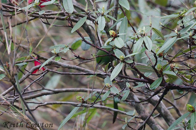 Fire-tailed Myzornis - ML637417654