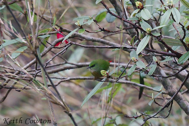 Fire-tailed Myzornis - ML637417655