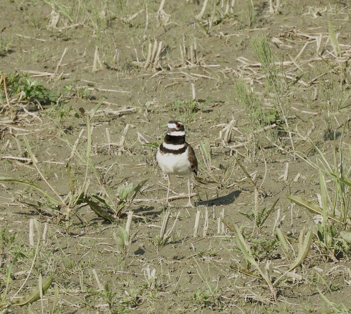 Killdeer - ML637417657