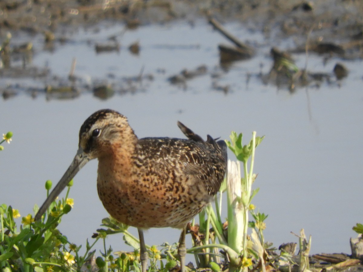Short-billed Dowitcher - ML637417680