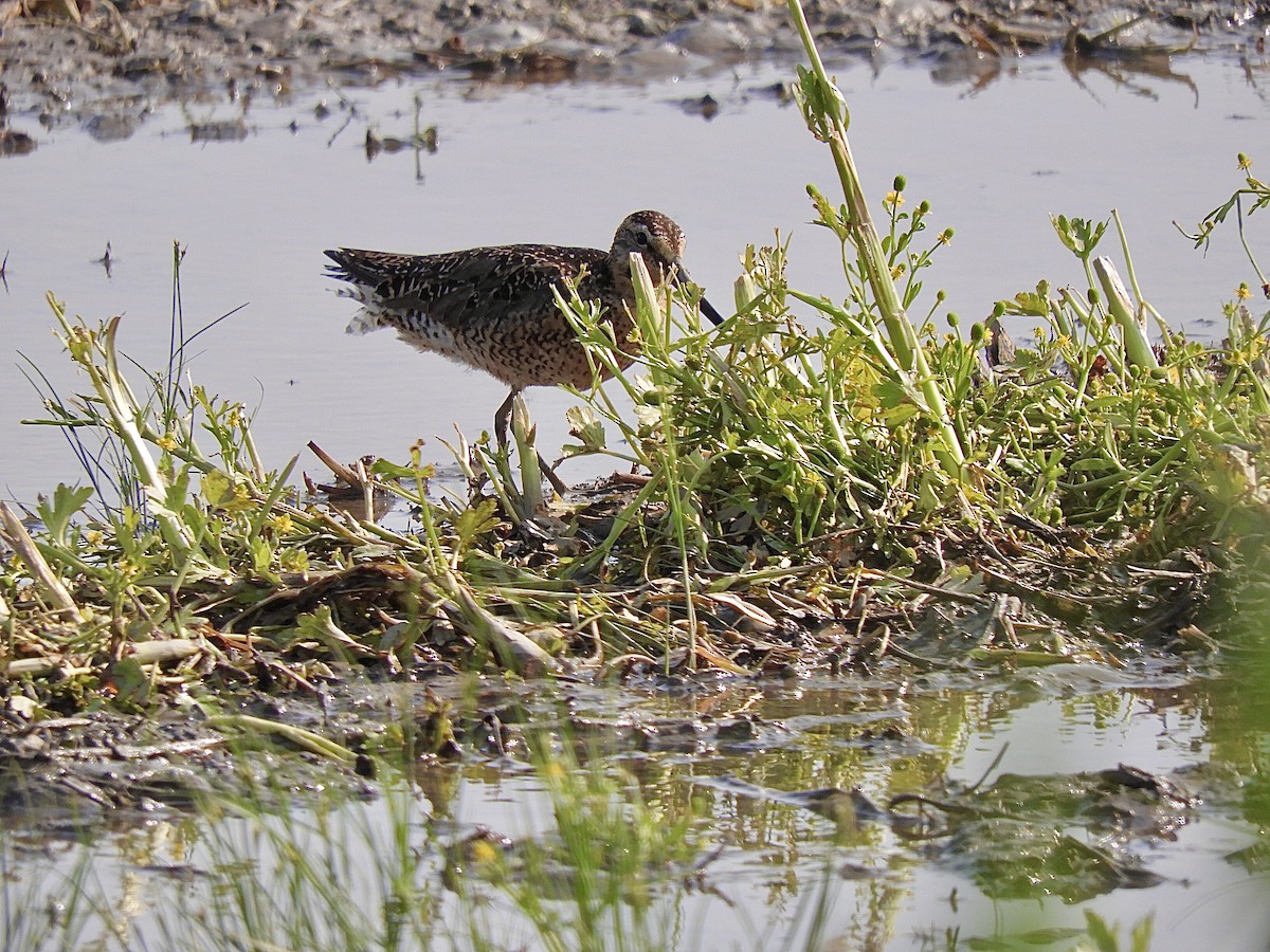 Short-billed Dowitcher - ML637417681