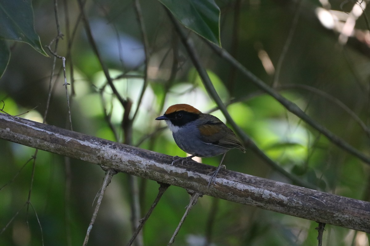 Black-cheeked Gnateater - ML637417682