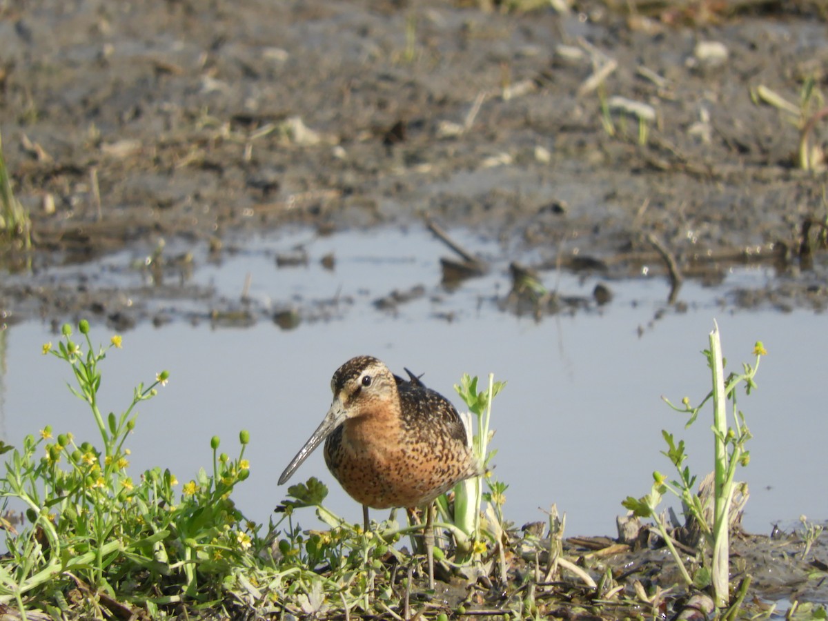 Short-billed Dowitcher - ML637417699
